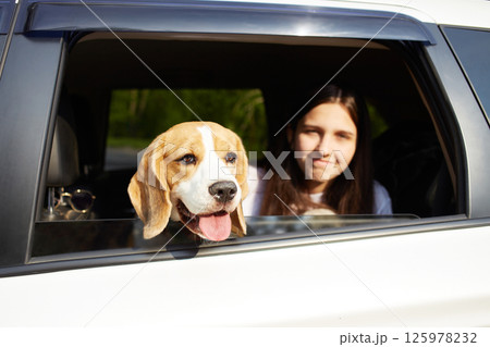 Cute beagle dog looks out of the car window. Cute beagle dog looks out of the car window. 125978232