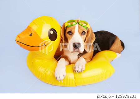 A beagle dog wearing swimming goggles and an inflatable floating ring A beagle dog wearing swimming goggles and an inflatable floating ring 125978233