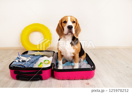 A beagle dog in a suitcase with things and accessories for a summer vacation 125978252
