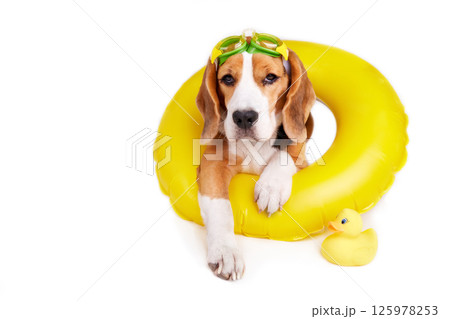 A beagle dog wearing swimming goggles and an inflatable floating circle 125978253