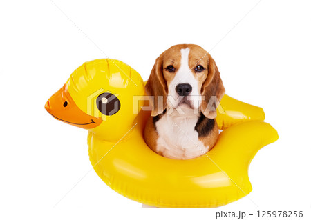 A beagle dog in an inflatable floating circle in the shape of a duckling A beagle dog in an inflatable floating circle in the shape of a duckling 125978256