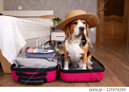 Beagle dog in straw hat sits in suitcase in bedroom or hotel room. 125978260