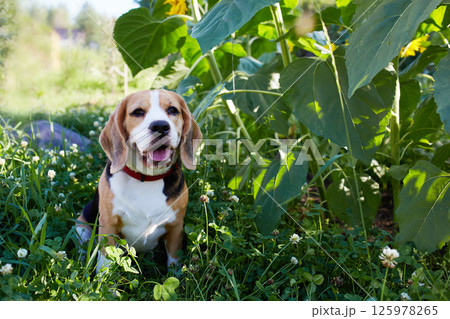 A beagle dog sits on green grass in the shade of sunflowers 125978265