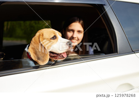 Cute beagle dog looks out of the car window. 125978268