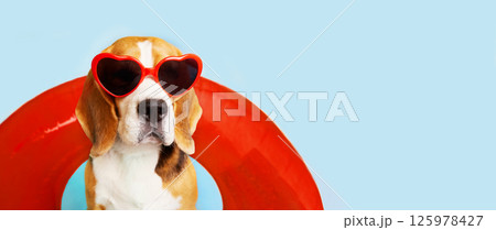 A beagle dog wearing sunglasses and a floating ring on a blue background. A beagle dog wearing sunglasses and a floating ring on a blue background. 125978427