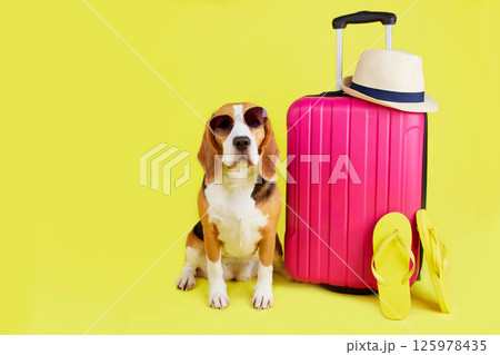 A beagle dog wearing sunglasses sits by a suitcase with things 125978435