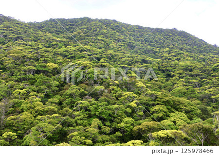 やんばるの森・国立公園（沖縄県・国頭村） 125978466