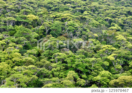 やんばるの森・国立公園(沖縄県・国頭村) やんばるの森・国立公園(沖縄県・国頭村) 125978467