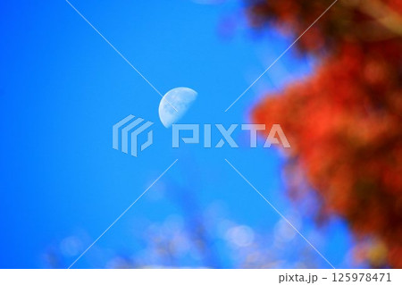 紅葉と共に秋の夕空に浮かぶ『下弦の月』 125978471