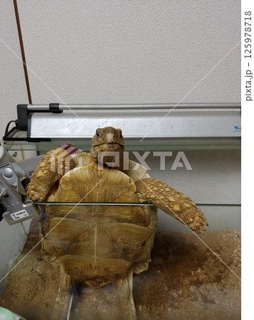 ヒョウモンリクガメ ヒョウモンリクガメ 125978718