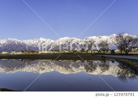 白馬村の田んぼに映る雪を抱いた初夏の北アルプス  125978791