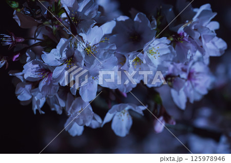 夜桜 125978946