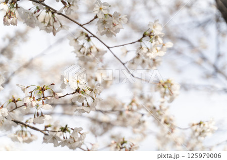春風に揺れるやさしい桜⑥ 125979006