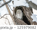樹洞で休むエゾフクロウ 125979082