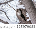 樹洞で休むエゾフクロウ 125979083