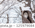樹洞で休むエゾフクロウ 125979084