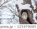 樹洞で休むエゾフクロウ 125979085