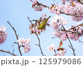 桜の中のメジロ 125979086