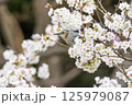 桜の中のヒヨドリ 125979087