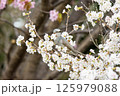 桜の中のヒヨドリ 125979088