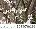 桜の中のヒヨドリ 125979089