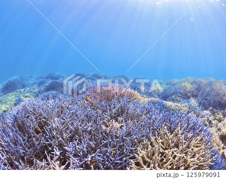南国リゾートの水中絶景｜石垣島で体験するスキューバダイビングと珊瑚礁の海 125979091