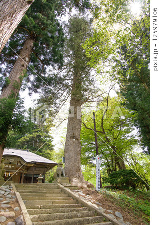 モミと杉が構える 岩崎八幡神社 秋田県湯沢市 モミと杉が構える 岩崎八幡神社 秋田県湯沢市 125979106