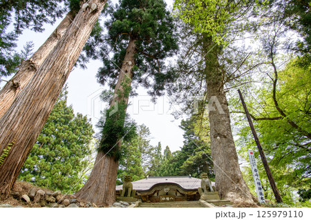杉と樅の巨木立ち並ぶ　岩崎八幡神社　秋田県湯沢市 125979110