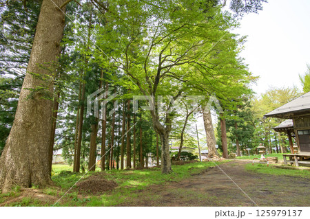 保存樹指定の樅ノ木とモミジ　岩崎八幡神社　秋田県湯沢市 125979137