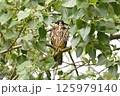 木にとまるチゴハヤブサの幼鳥 125979140