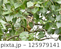 木にとまるチゴハヤブサの幼鳥 125979141