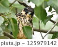 木にとまるチゴハヤブサの幼鳥 125979142