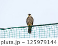 ネットにとまるチゴハヤブサの幼鳥 125979144