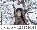樹洞で休むエゾフクロウ 125979145