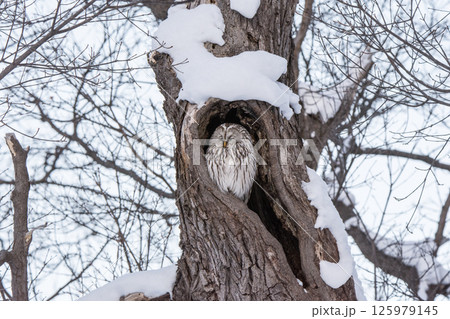 樹洞で休むエゾフクロウ 樹洞で休むエゾフクロウ 125979145