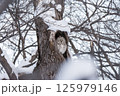 樹洞で休むエゾフクロウ 125979146