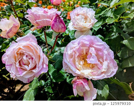薄ピンクのバラ 125979310