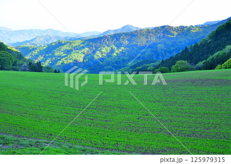 青々とした緑の丘から　清々しい眺め　秩父郡皆野町 125979315