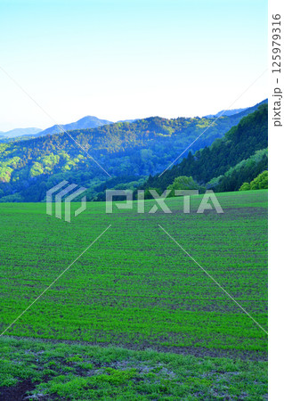 青々とした緑の丘から　清々しい眺め　秩父郡皆野町 125979316