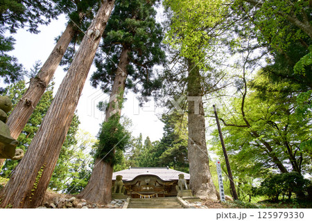 杉と樅の巨木立ち並ぶ　岩崎八幡神社　秋田県湯沢市 125979330