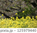 春の訪れ 125979440
