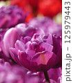 チューリップのある花壇 125979443