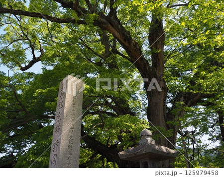 新緑が鮮やかな野間の大ケヤキ 新緑が鮮やかな野間の大ケヤキ 125979458