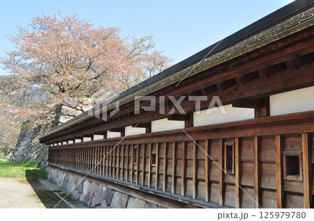 桜満開の海津城跡の北不明門の塀 125979780
