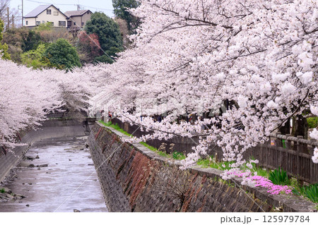 川沿いに咲く満開の桜 125979784