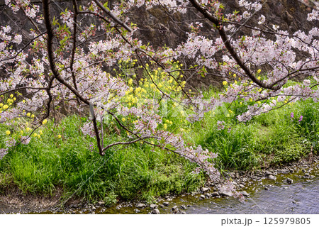目久尻川沿いに咲く桜と菜の花の風景 目久尻川沿いに咲く桜と菜の花の風景 125979805
