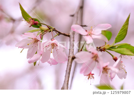 美しい桜のクローズアップ写真 125979807