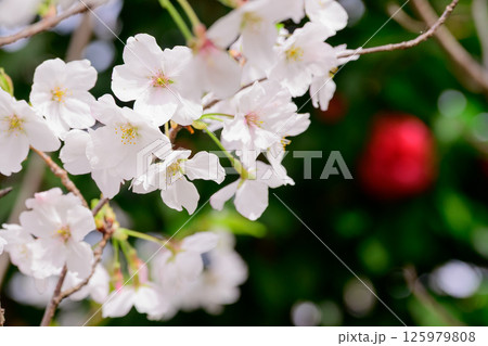 美しい桜のクローズアップ写真 125979808