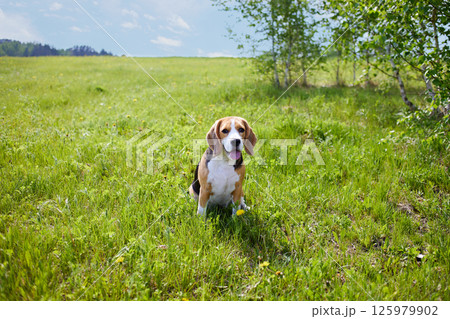 Cute dog beagle is sitting on the grass in the summer meadow. 125979902