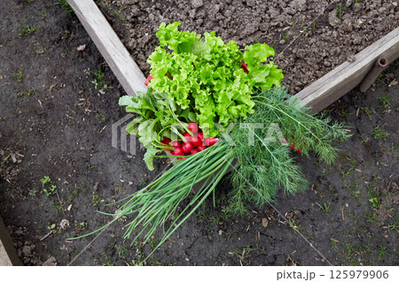 The first harvest in the home garden: lettuce, radishes, onions, dill. The first harvest in the home garden: lettuce, radishes, onions, dill. 125979906